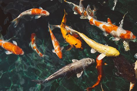  Fish Please .